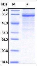 Human LSECtin Protein, Fc Tag