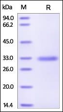 Human MBL Protein, His Tag