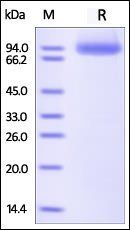Human Neuropilin-1 Protein, His Tag