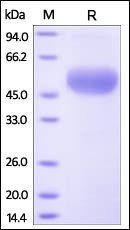 Human Osteoprotegerin Protein, His Tag