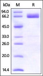 Human PD-L1 Protein, Fc Tag