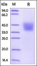 Human PD-L2 Protein, His Tag