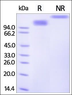 Human SCARB1 Protein, Fc Tag
