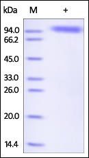 Human Siglec-5 Protein, Fc Tag