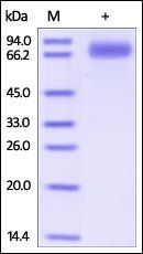 Human SIRP gamma Protein, Fc Tag