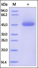 Human TRAIL R1 Protein, Fc Tag