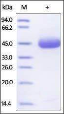 Human TRAIL R2 Protein, Fc Tag