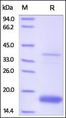 Human Transthyretin Protein, His Tag