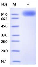 Human TrkB Protein, Fc Tag