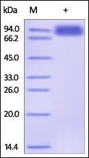 Human TYRO3 Protein, Fc Tag