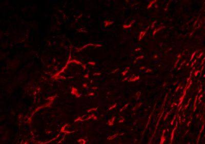 Humanin Rabbit Polyclonal Antibody