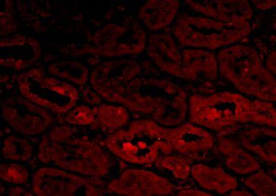 Humanin Rabbit Polyclonal Antibody