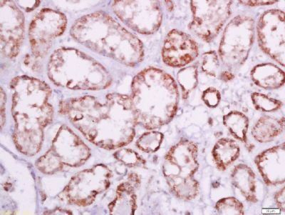 Humanin Rabbit Polyclonal Antibody