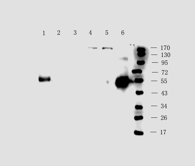 HYAS2 Rabbit Polyclonal Antibody