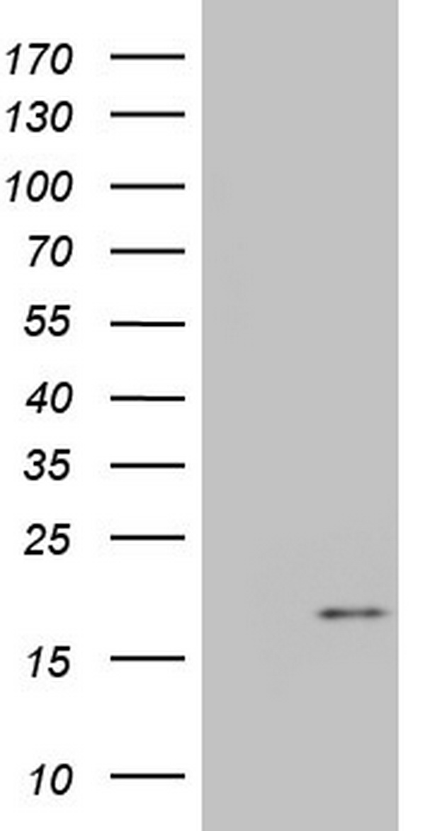 FICD Antibody