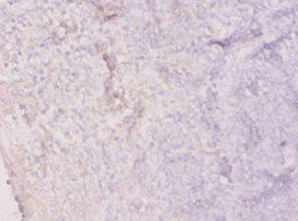 HPRT1 Antibody