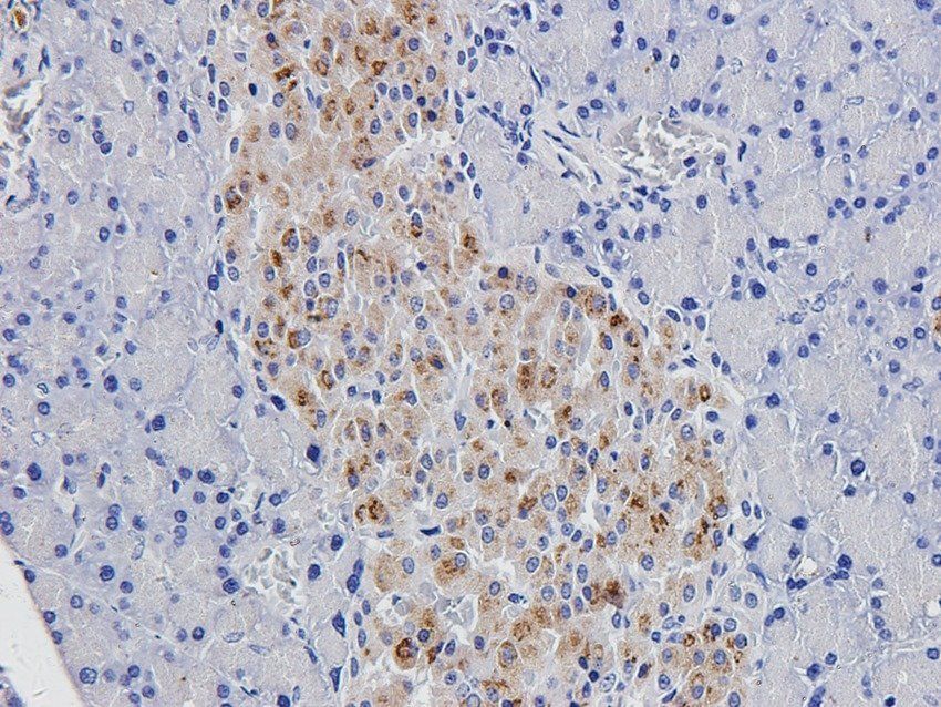 Amylin Rabbit Polyclonal Antibody