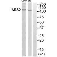 IARS2 Antibody
