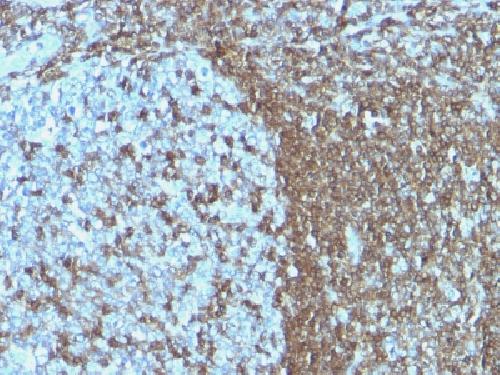 ICAM3 Antibody