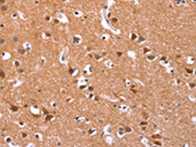 ICAM5 Antibody
