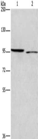 ICAM5 Antibody