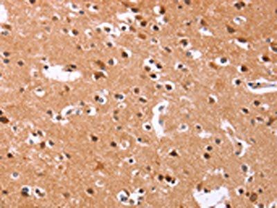 ICAM5 Antibody