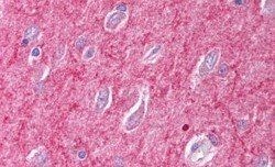 ICAM5 precursor Antibody