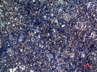ICOS Antibody