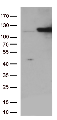 IDE Antibody