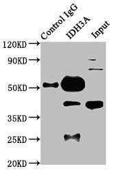 IDH3A Antibody