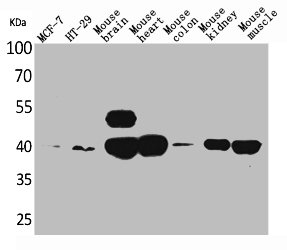 IDH3A Antibody
