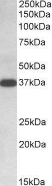 IDH3A Antibody