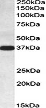 IDH3A Antibody