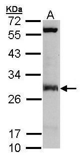 isopentenyl-diphosphate delta isomerase 1 Antibody