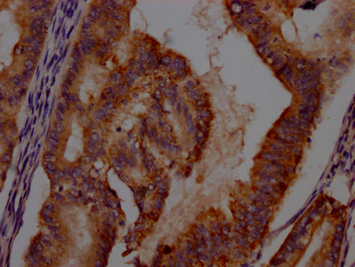 IDO1 Antibody