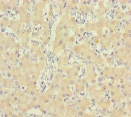 IDO2 Antibody