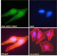 SAE2/UBA2 Antibody