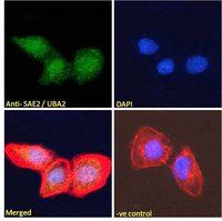 SAE2/UBA2 Antibody