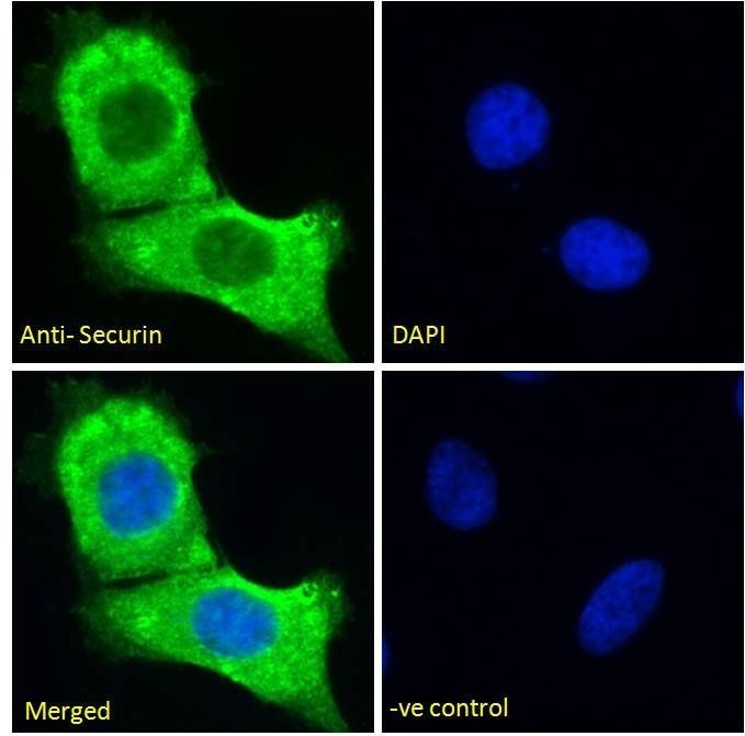 Pituitary tumor-transforming 1/Securin Antibody