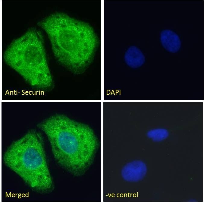 Pituitary tumor-transforming 1/Securin Antibody