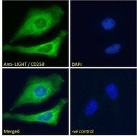 Goat anti-LIGHT / CD258 Antibody