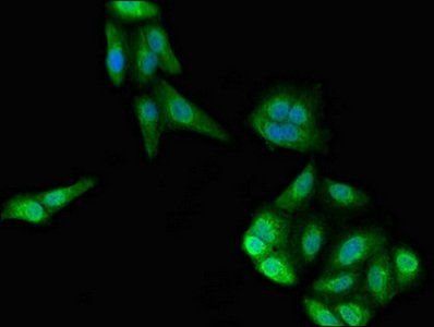 IFIT2 Antibody