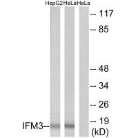 IFITM3 Antibody
