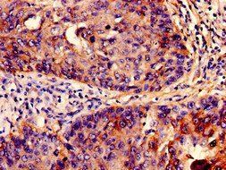 IFITM3 Antibody