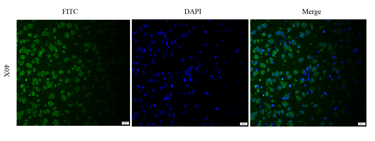 IFN alpha Rabbit Polyclonal Antibody (FITC)