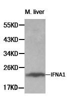 IFNA1 Antibody