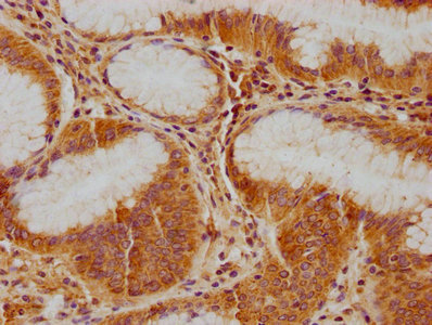 IFNA5 Antibody