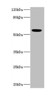IFNAR2 Antibody