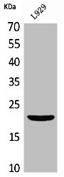 IFNL1 Antibody