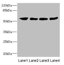IFNLR1 Antibody